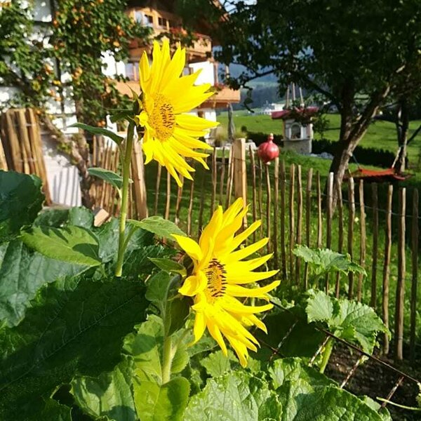 Wildromantischer Garten