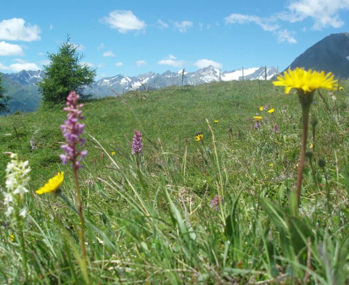 Alpenblumen