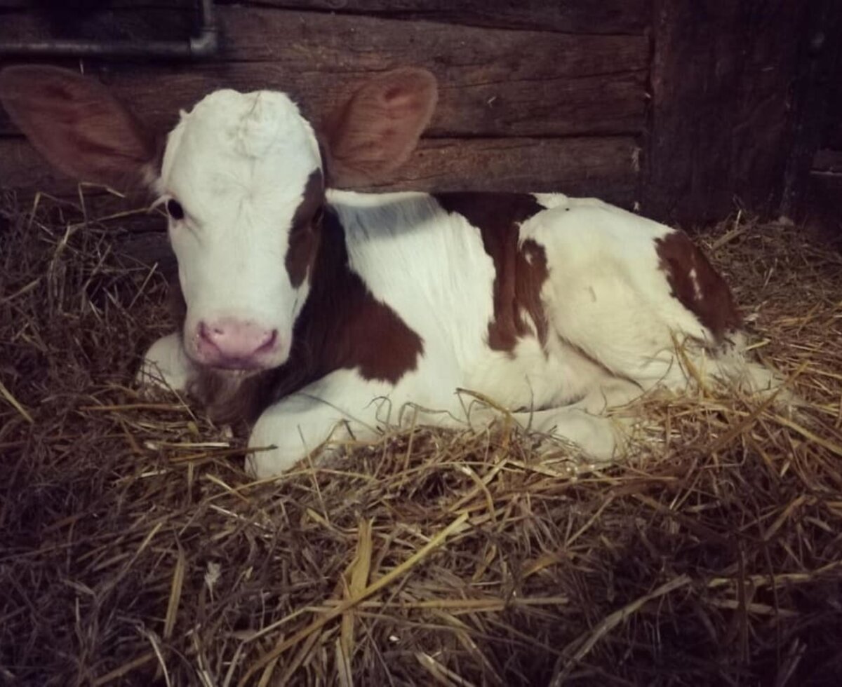 Tiere im Stall