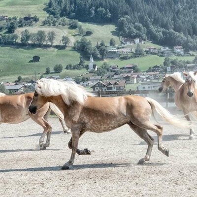 Kiendlerhof Haflinger