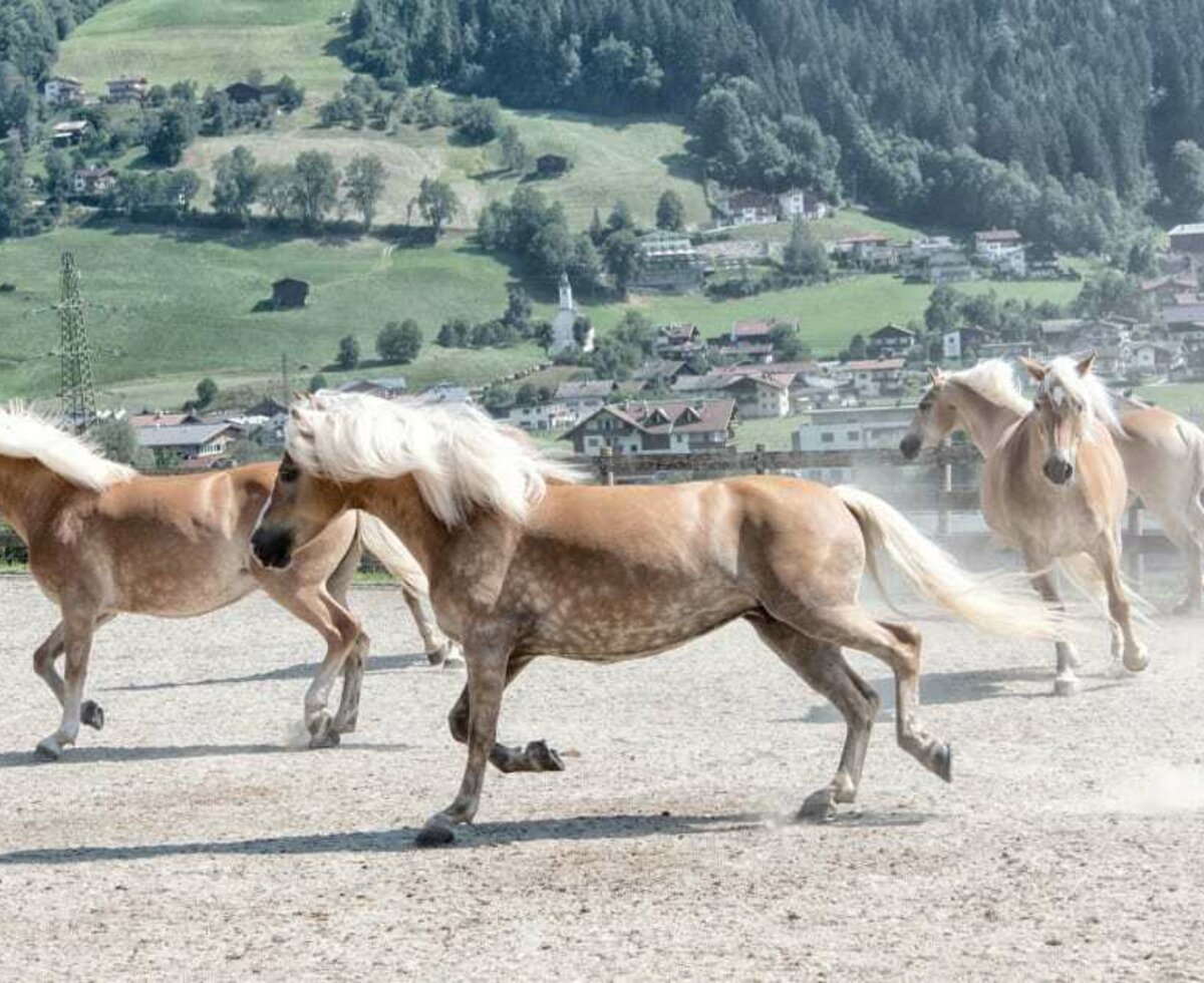 Kiendlerhof Haflinger