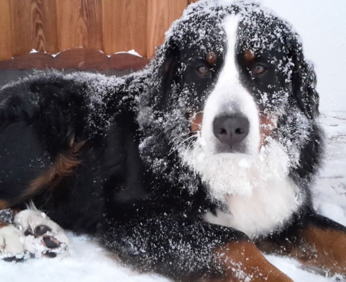 Nora im Schnee Flecklhütte