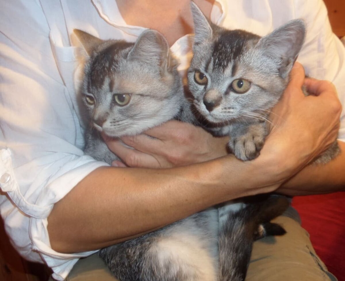 Unsere Katzen Bubu und Bubble