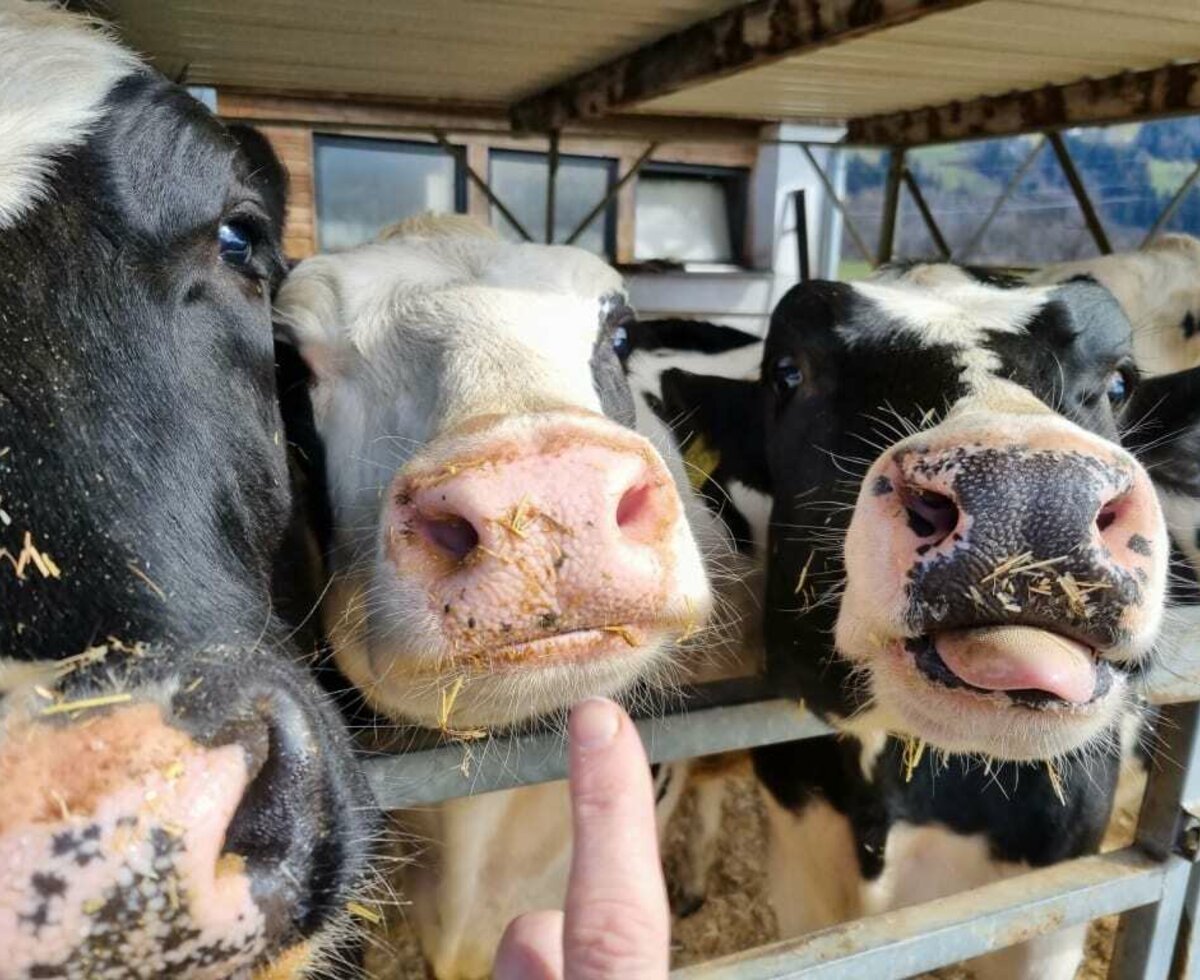 Warten auf Streicheleinheiten