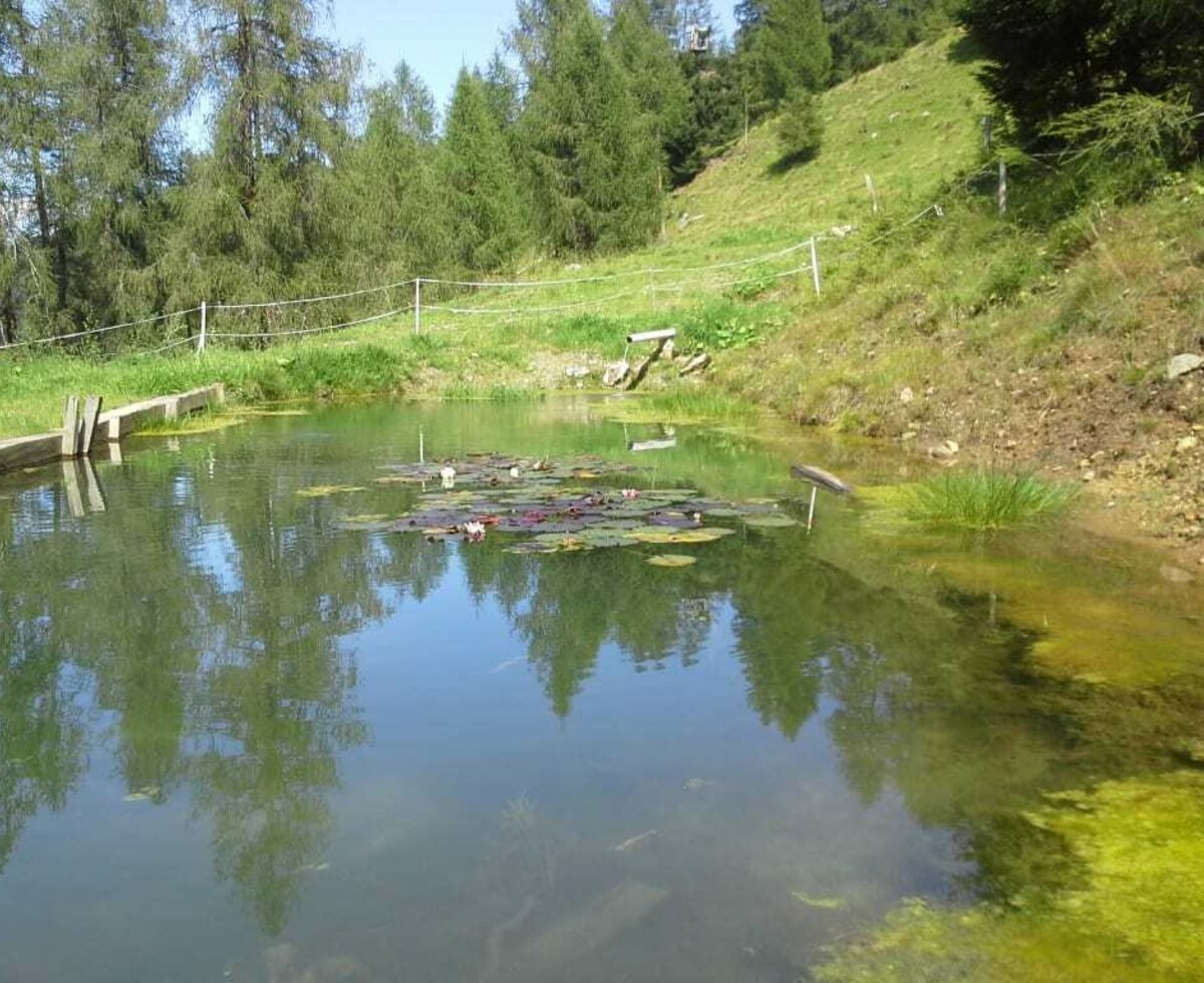 Gullenhütte Teich mit Forellen