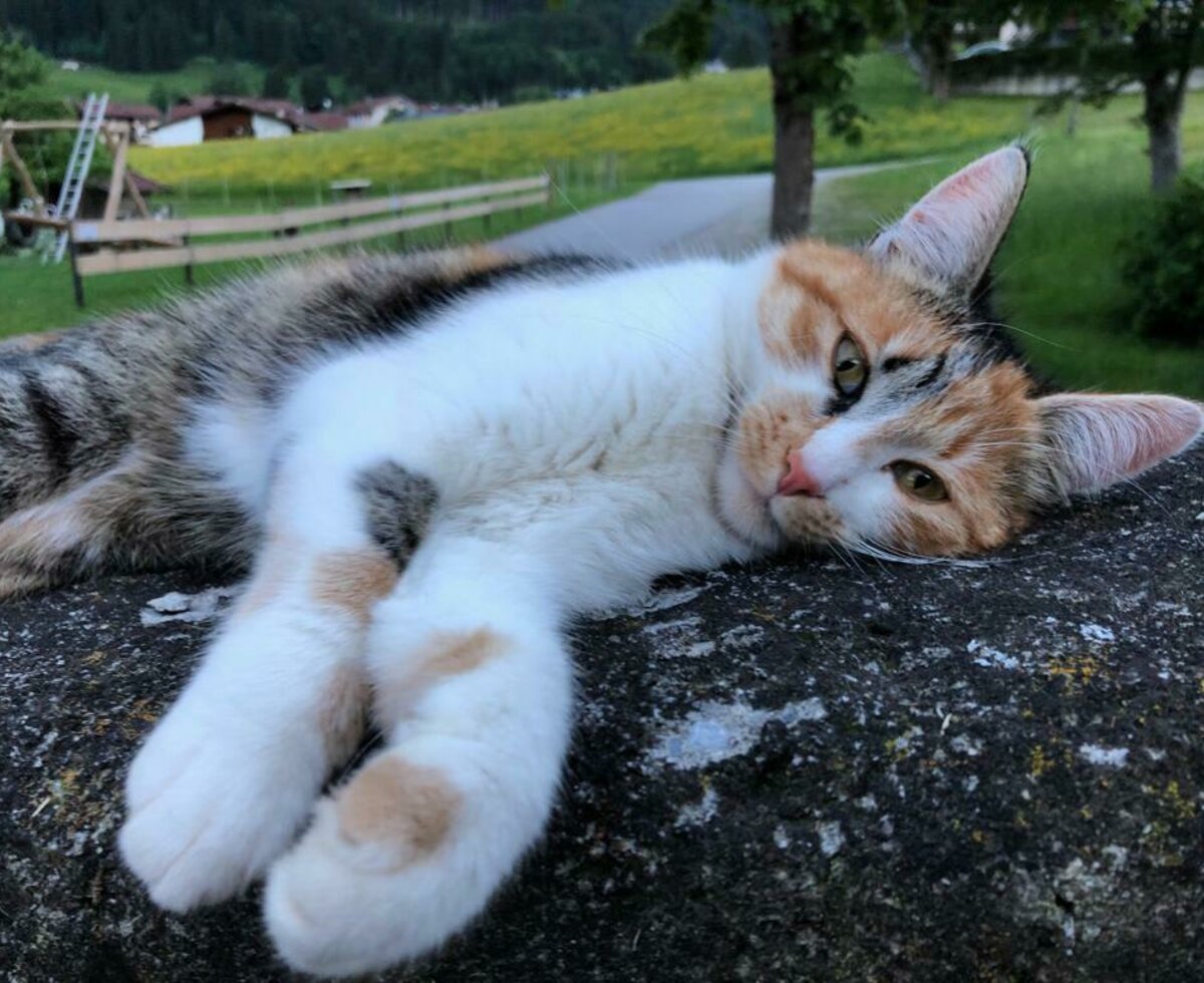 Unsere Katze "Mira"