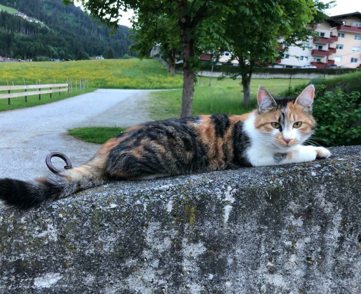 Die Katze "Mira"