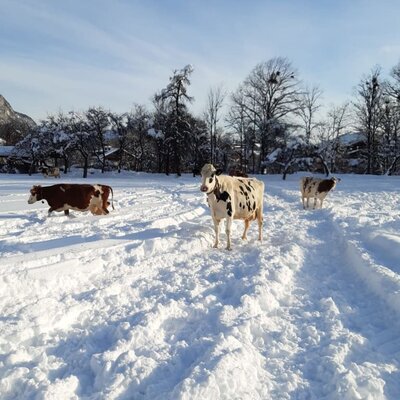 Auch unsere Kühe lieben den Winter