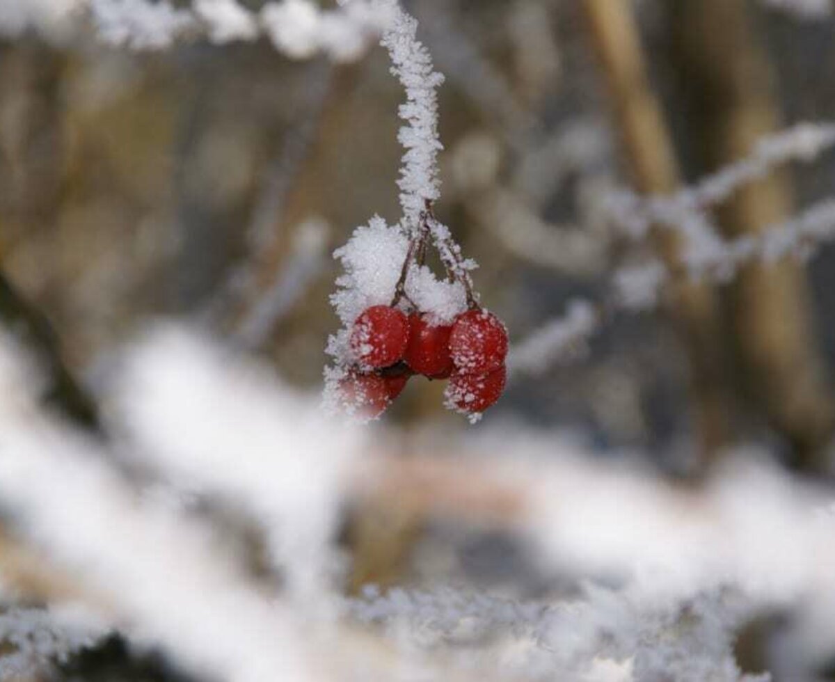 Früchte im Winter