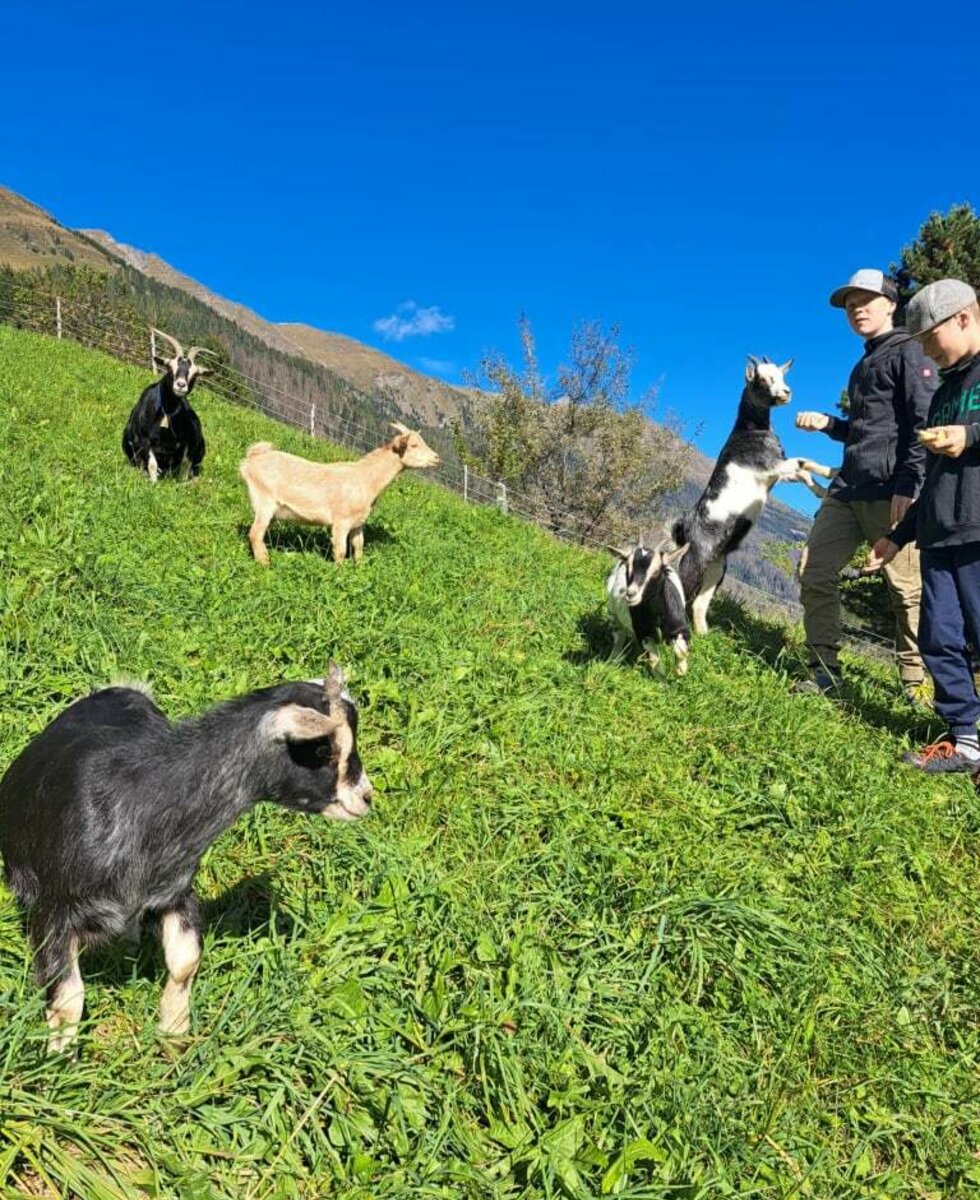 Ziegenfütterung