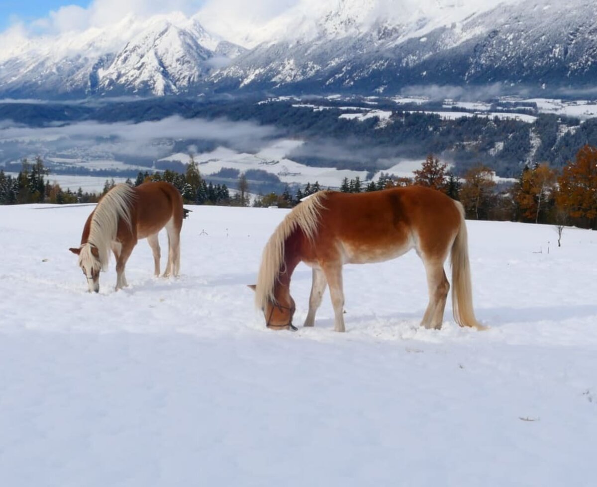 Haflinger im Schnee