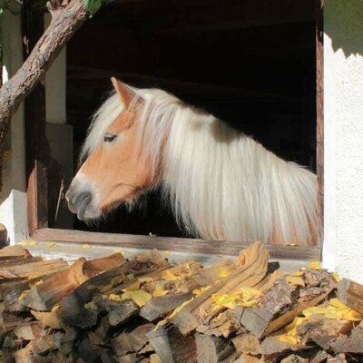 Haflinger Lusil