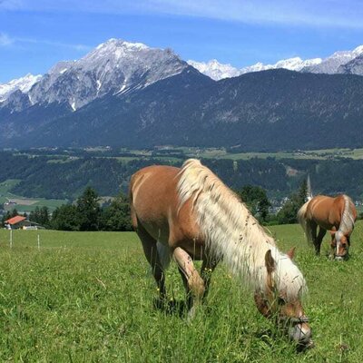 Haflinger Tirol