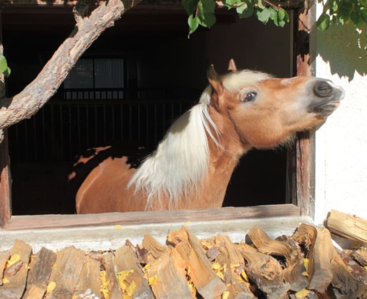 Haflinger Fabianne