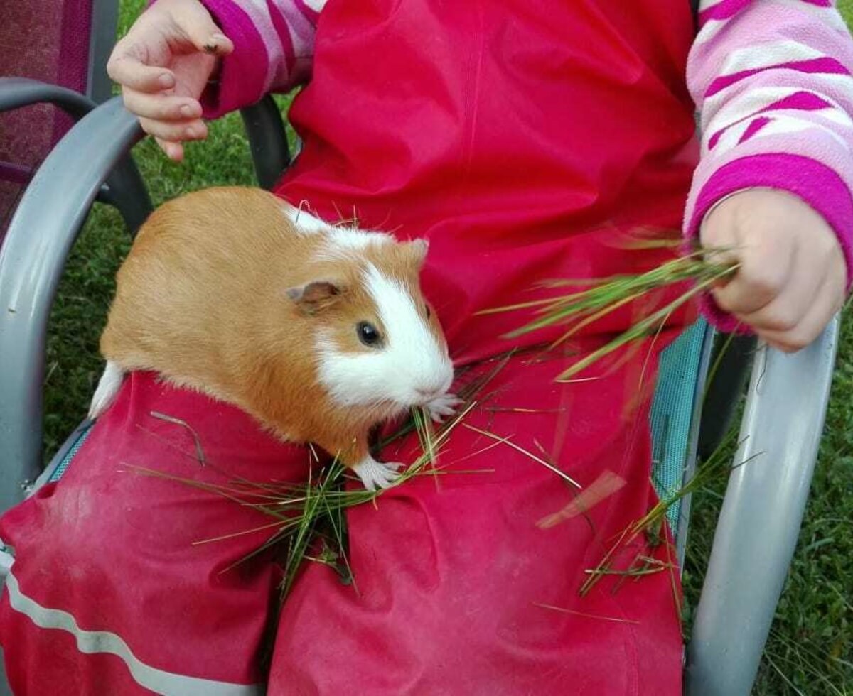 Meerschweinchen Lilly