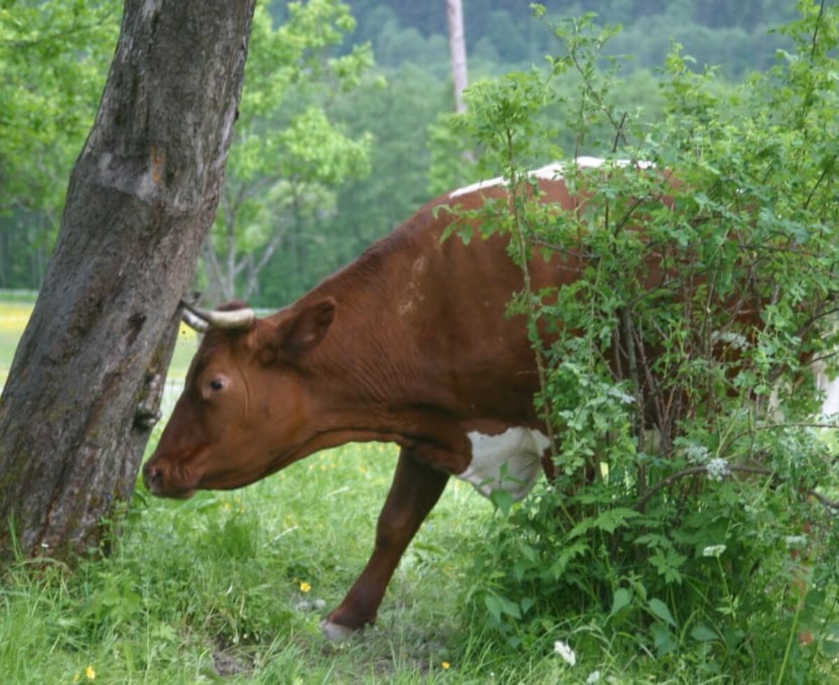 Eine Kuh auf der Weide