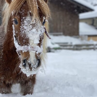 Paula unser Pony