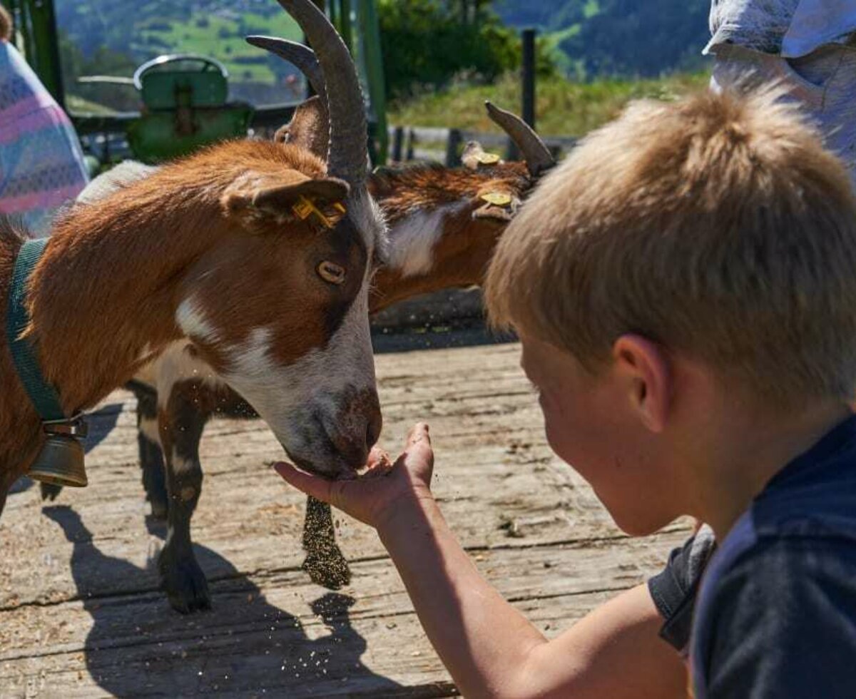 Streicheleinheiten für die Ziegen