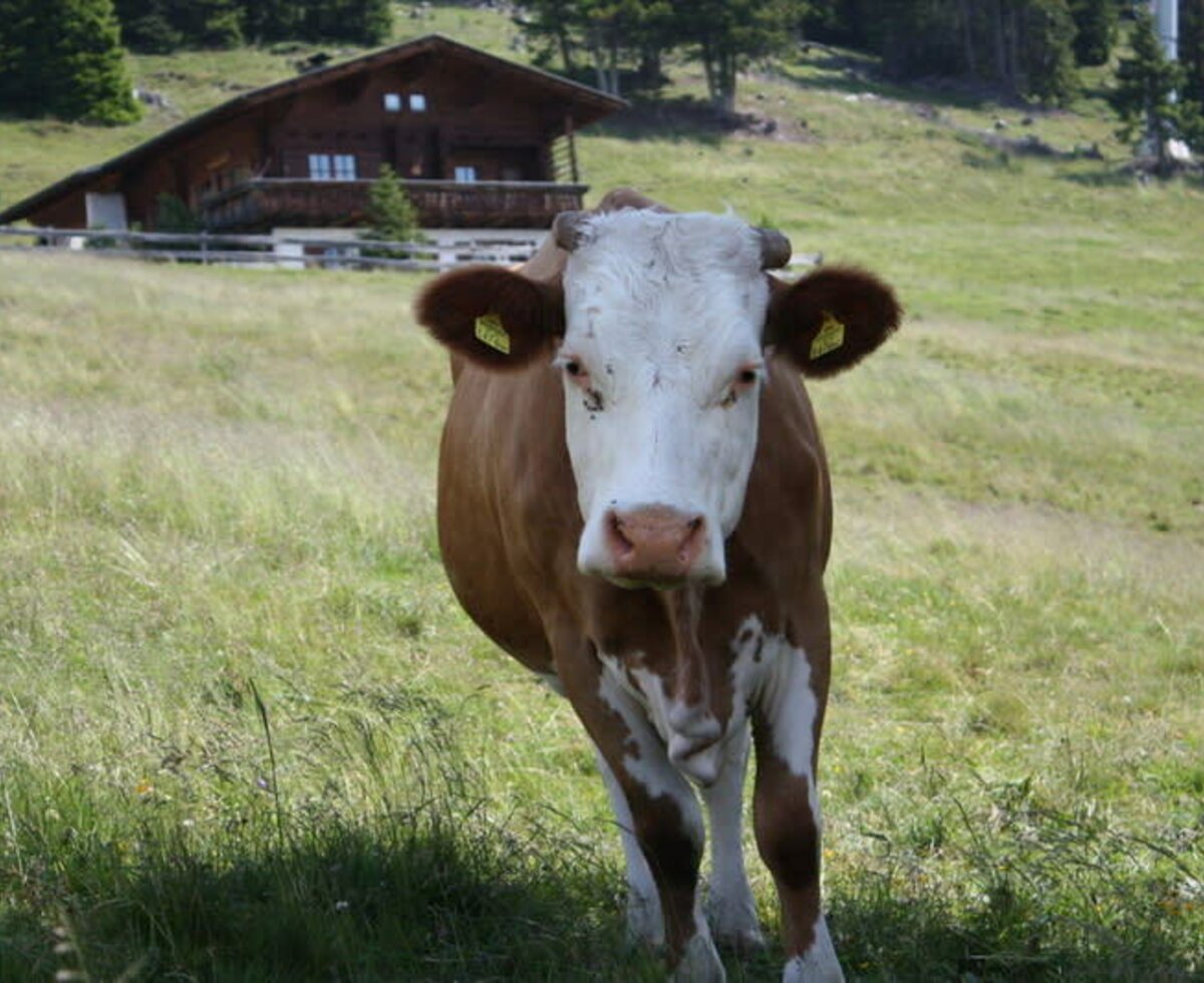 5 bis 6 Jungrinder vom Kristemoarhof verbringen den Sommer auf der Alm!