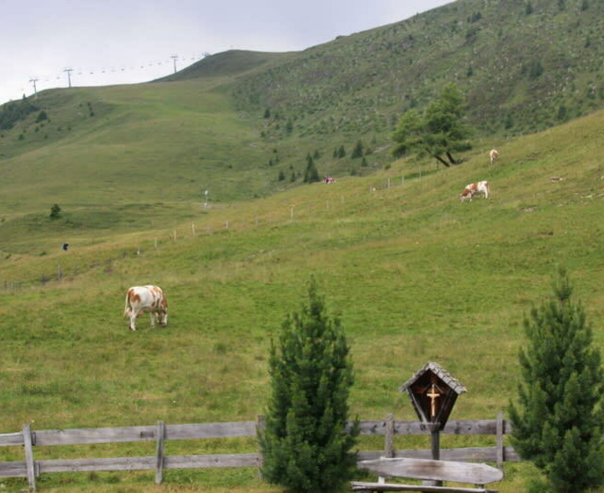 Sommerfrische auf der Alm - auch für die Rinder ein Genuß