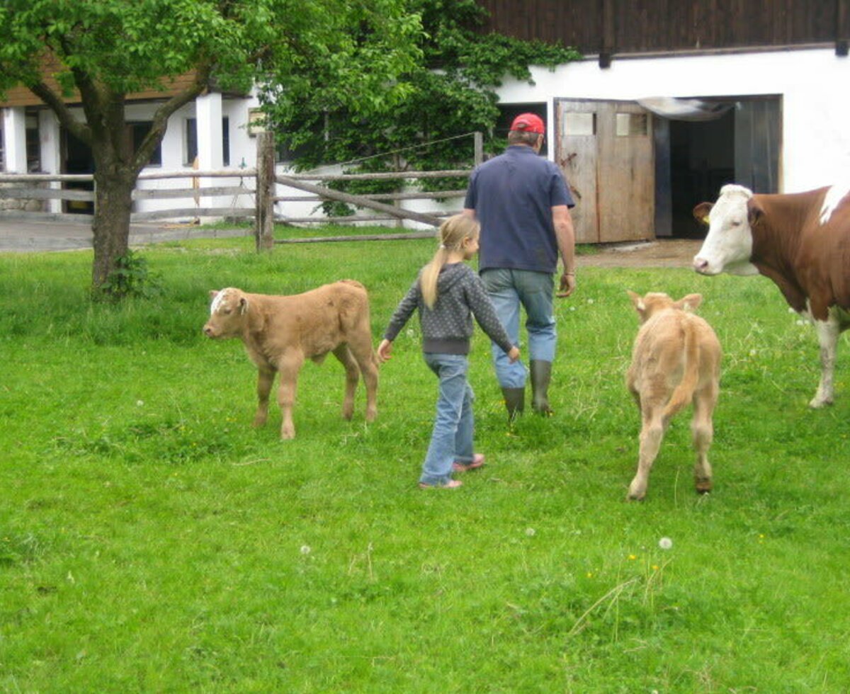 Glückliche Kühe und Kälber sind das ganze Jahr am Kristemoarhof