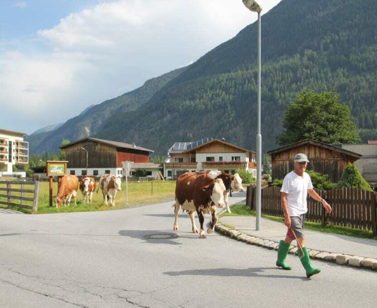 Tiere auf die Weide treiben