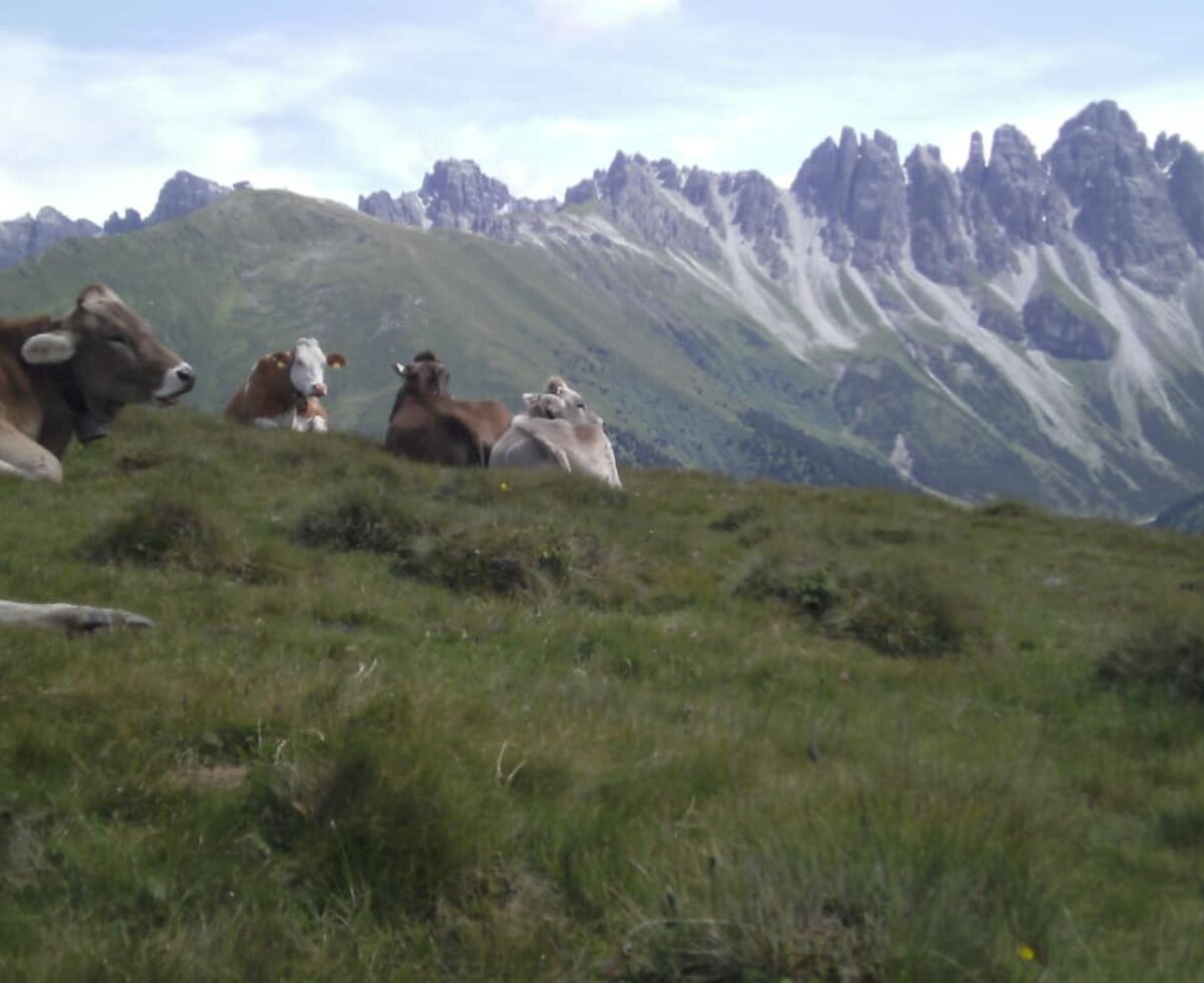 die Kühe genießen die Sommerfrische auf der Alm