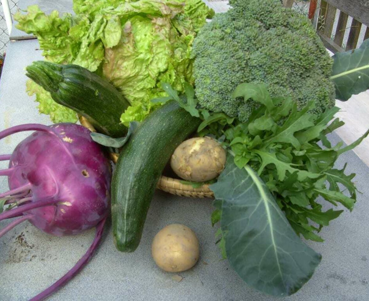 gesundes , knackiges Gemüse aus dem Garten