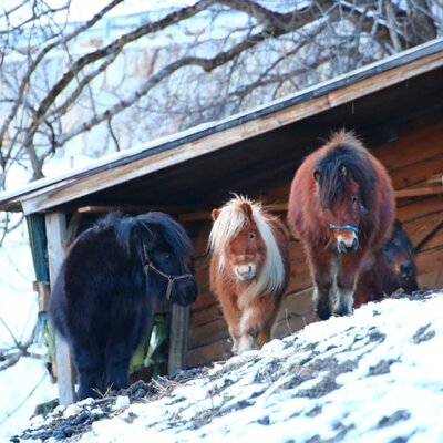 Winter Ponys