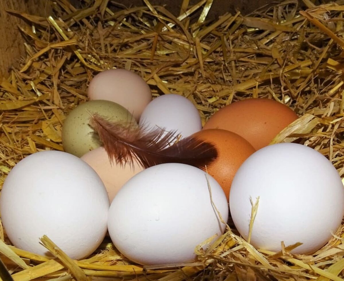 Frische Eier von unseren lieben Hennen