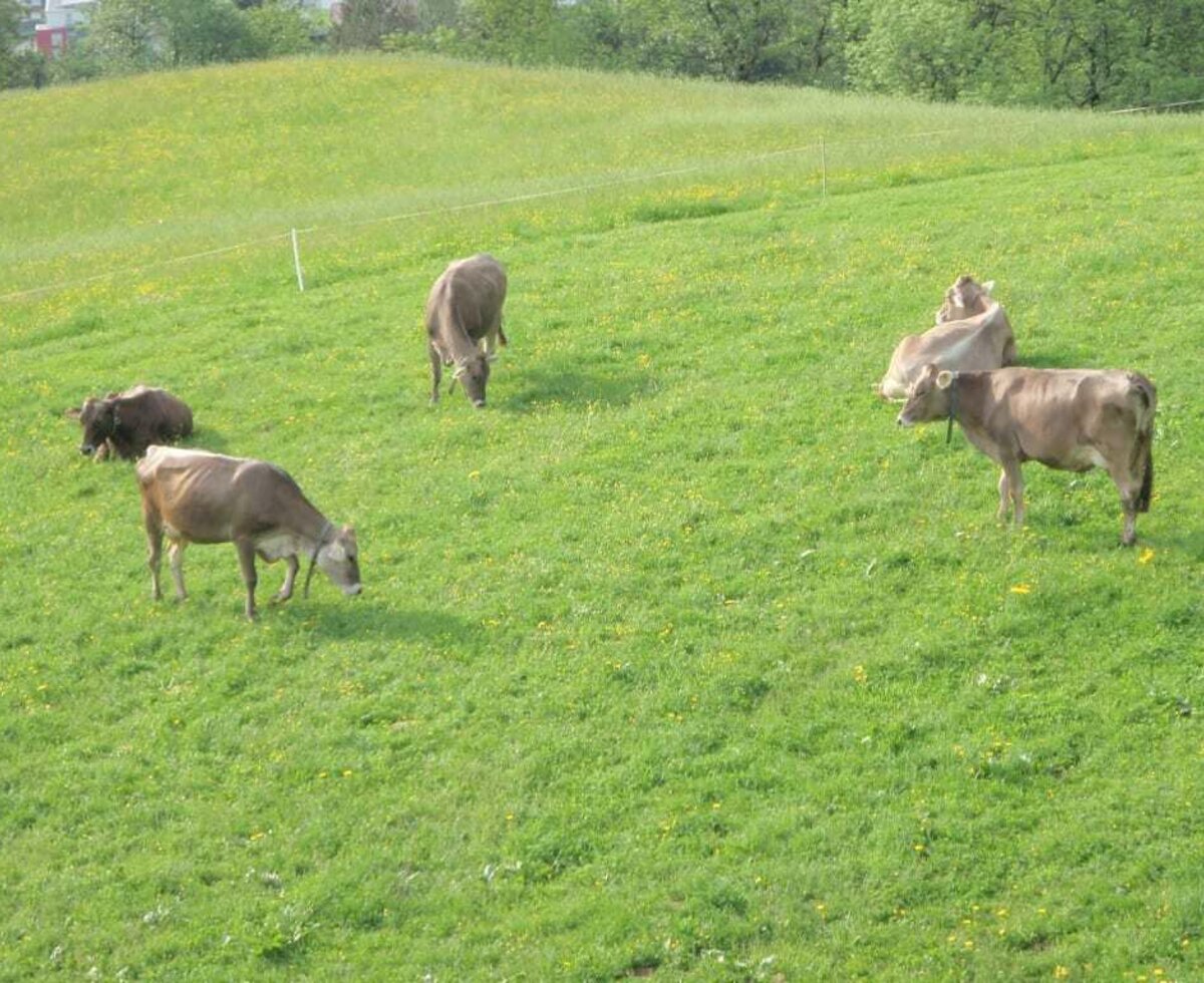 Im Frühjahr und im Herbst sind unsere Kühe auf der Weide vor dem Haus im Sommer auf der Alm