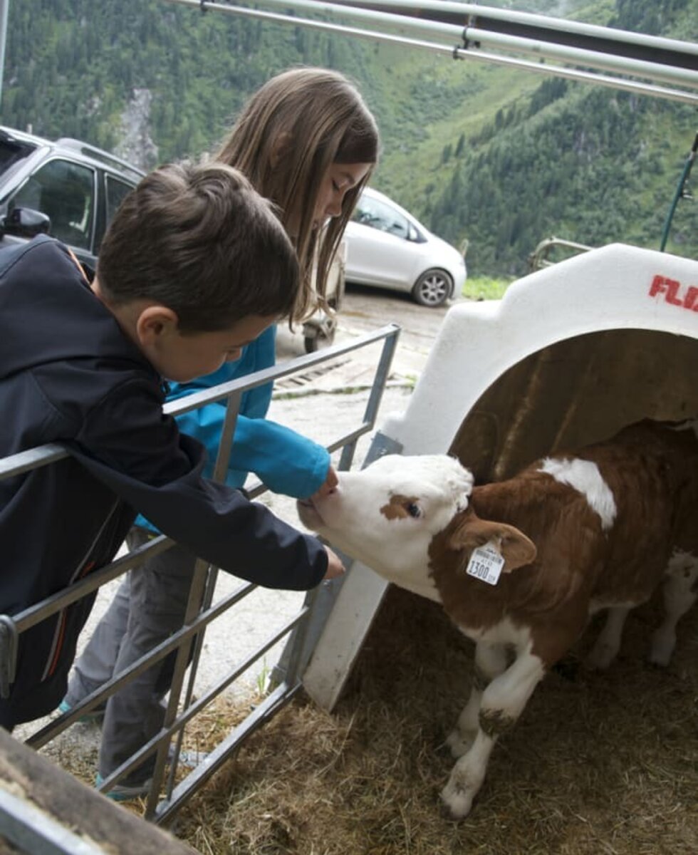 Besuch auf der Alm