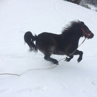 UNSER PONY "KIRA" HAT AUCH SPAß IM SCHNEE