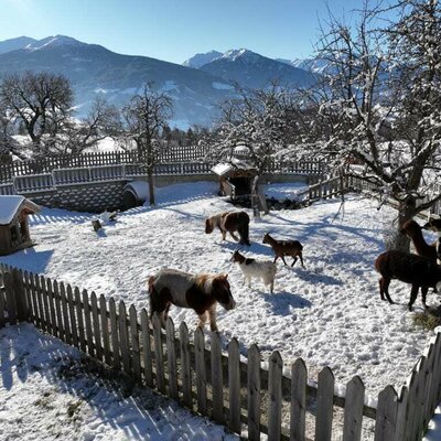 Tiere am Bauernhof