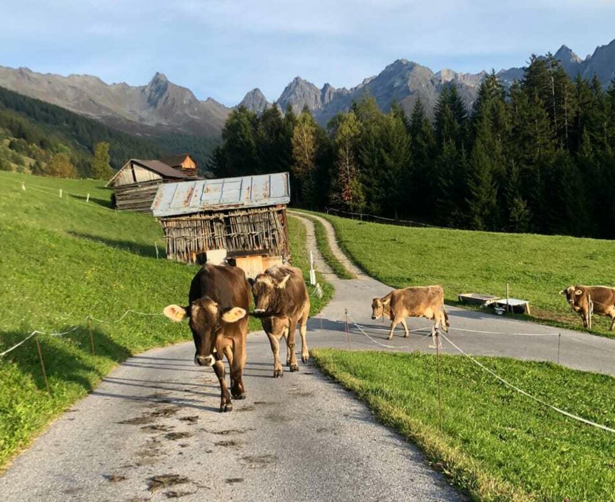 Kühe am Poschhof