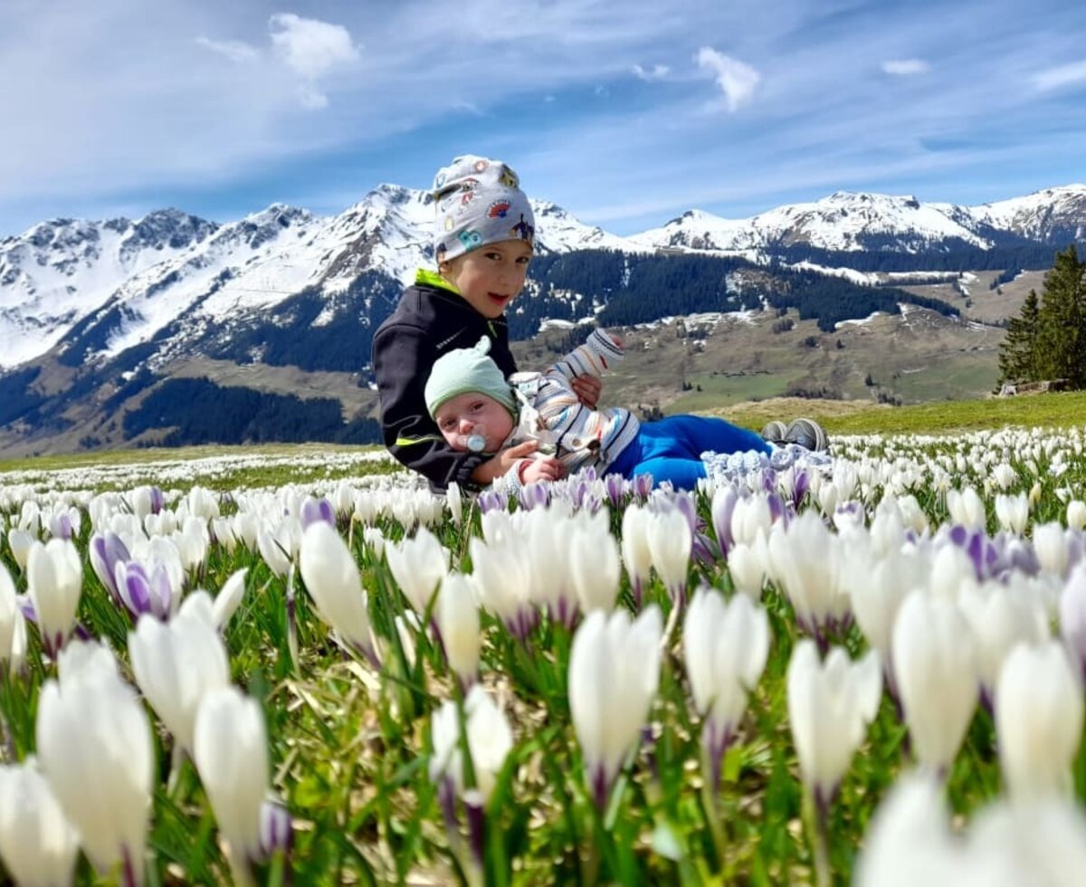 Die Krokuswiese auf unserer Prädastenalm