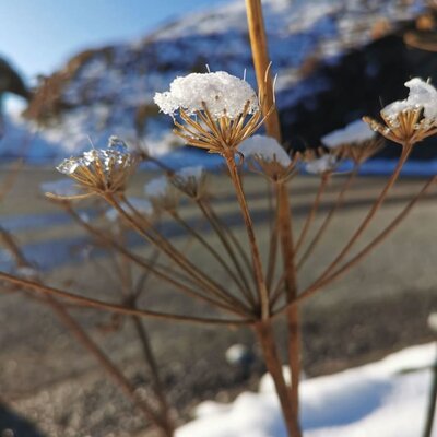 Winterblume