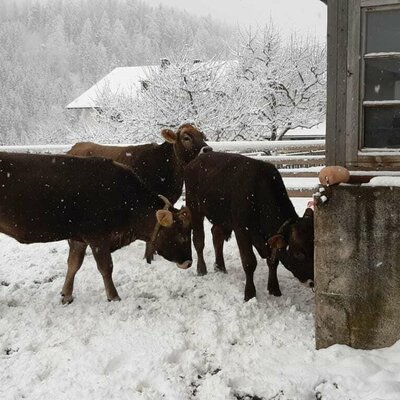 Das Jungvieh genießt den Neuschnee