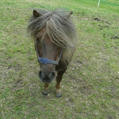 Pony Hugo