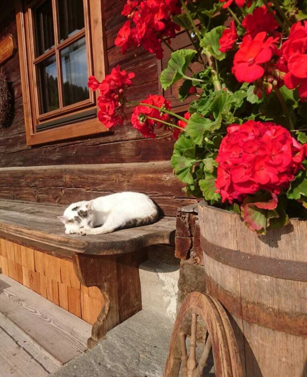 Katze vor Bauernhaus