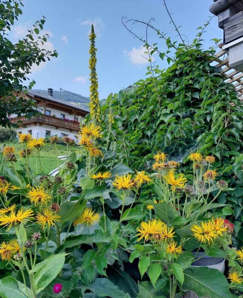 Natur im Garten Alant