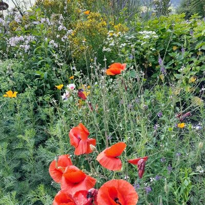 Natur im Kräutergarten