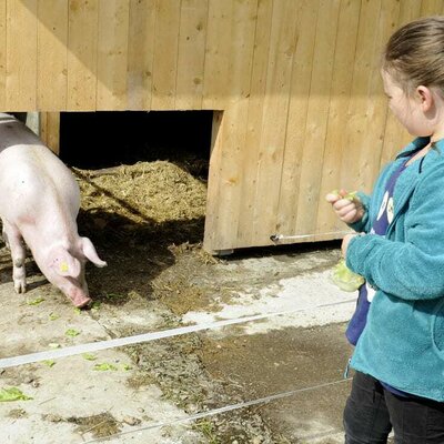 eine kleine Zwischenmahlzeit für die Schweine