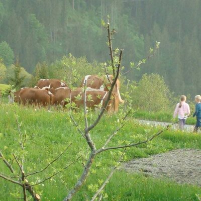 Kühe gehen auf die Weide