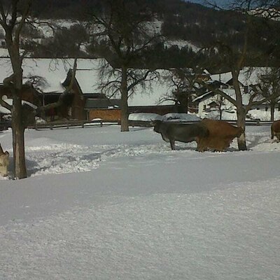 Kühe im Schnee