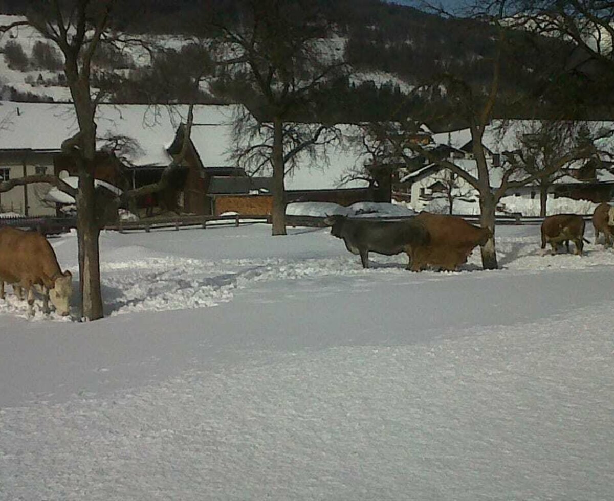 Kühe im Schnee