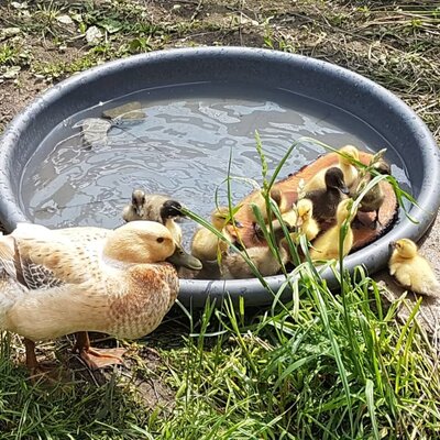 erster Schwimmkurs