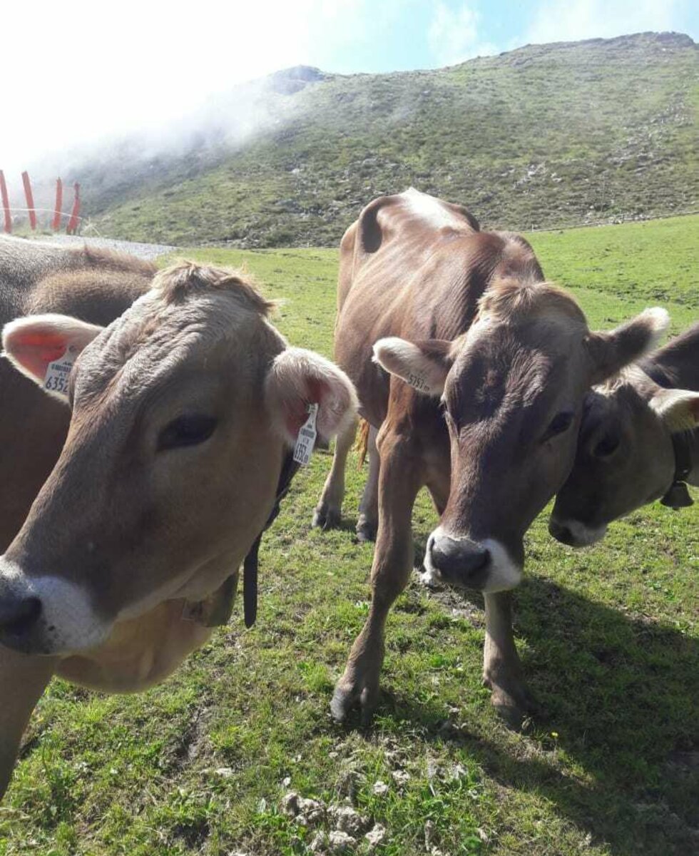 Besuch unserer Kühe auf der Alm