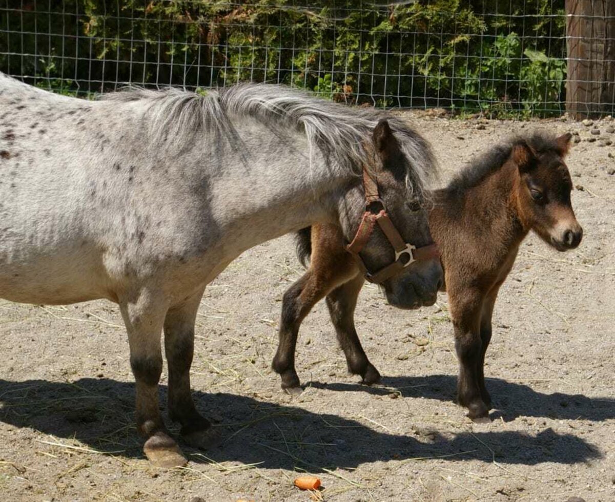 Chrissy mit Ossi