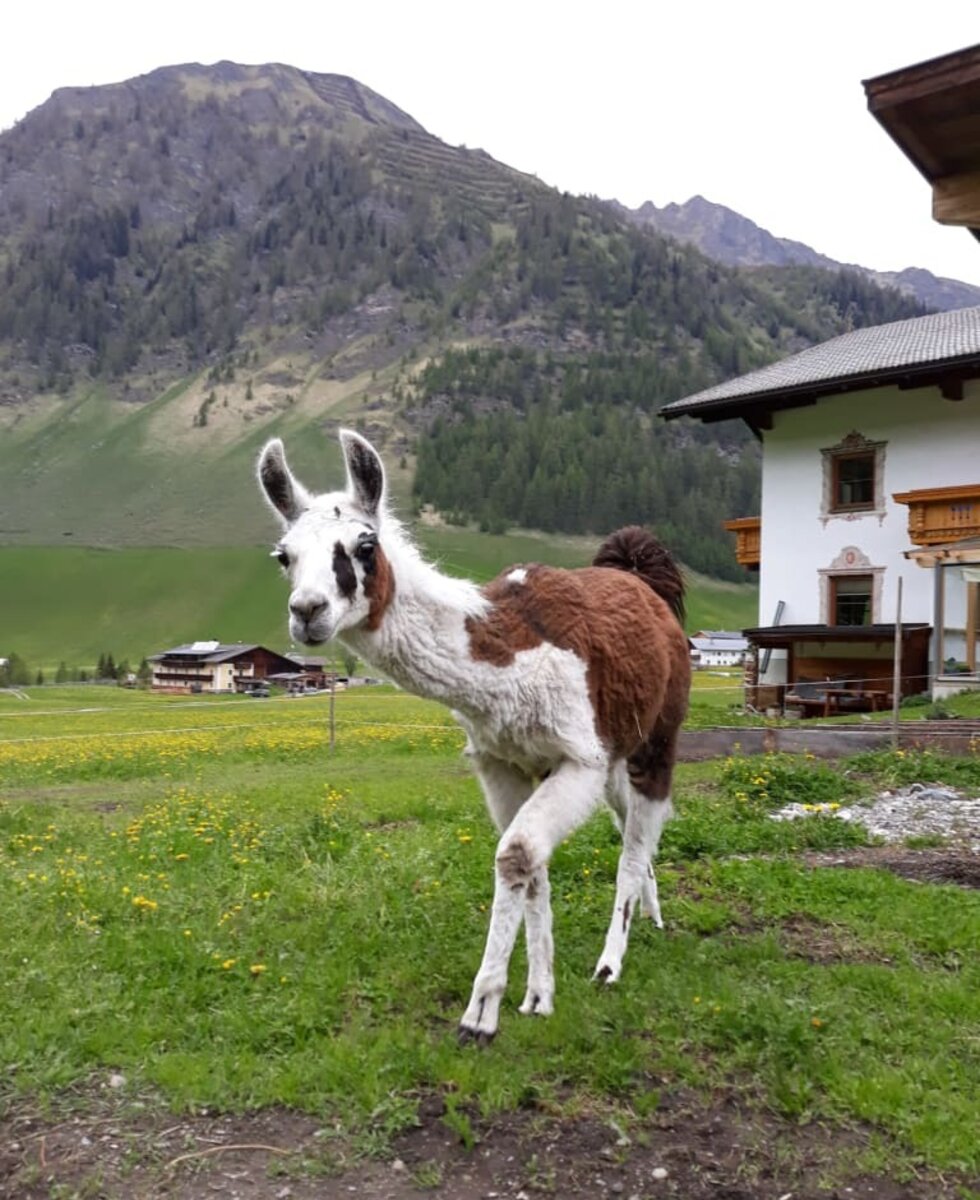 Unser Lama - die Valentina